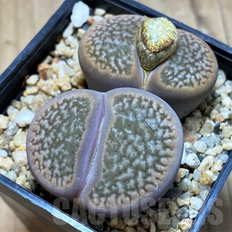 SH21083 Lithops hookeri