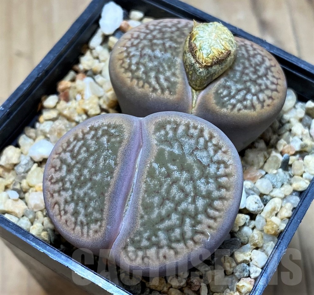 SH21083 Lithops hookeri