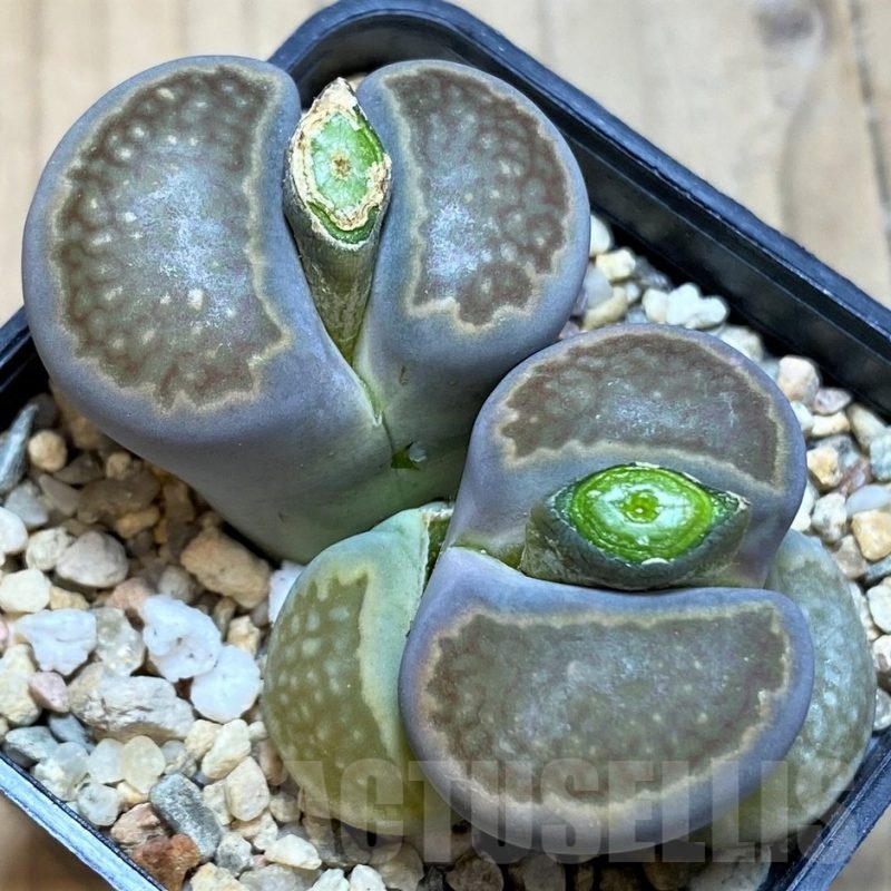 SH21084 Lithops hallii