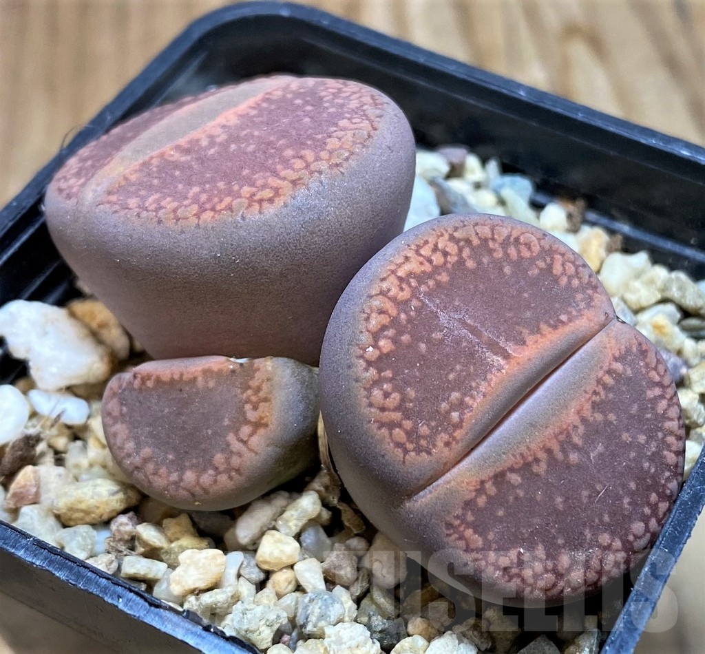 SH21085 Lithops aucampiae