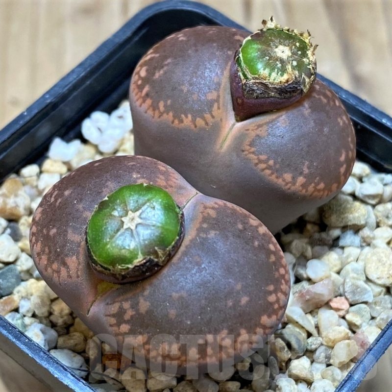 SH21086 Lithops aucampiae