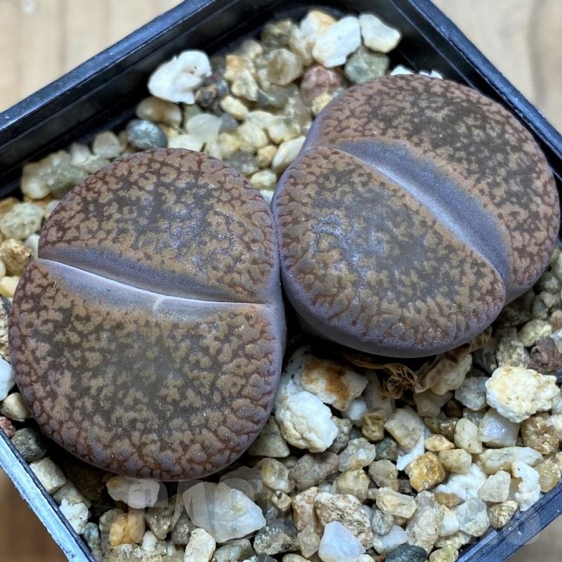 SH21088 Lithops aucampiae