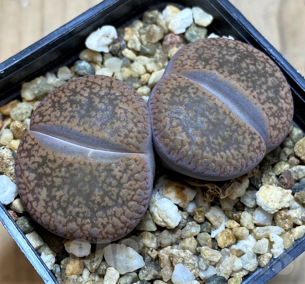 SH21088 Lithops aucampiae