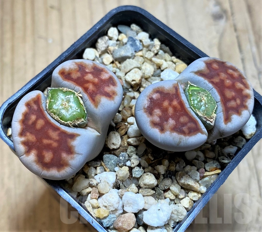 SH21089 Lithops karasmontana 'Lateritia', 16 years old