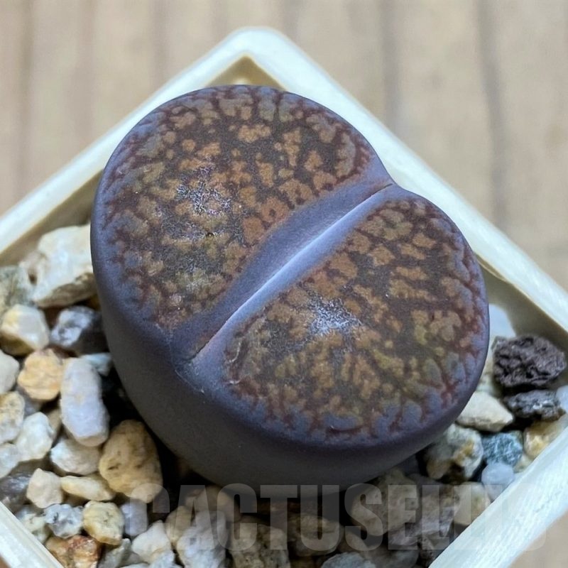 SH21090 Lithops aucampiae