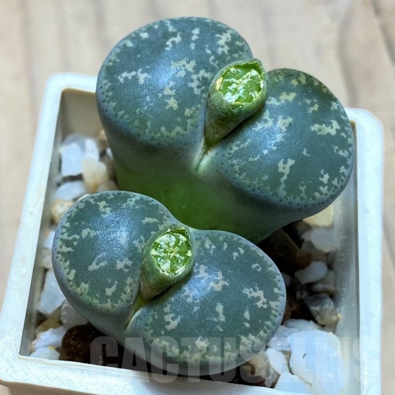 SH21091 Lithops lesliei -Pietersburg- SH1627