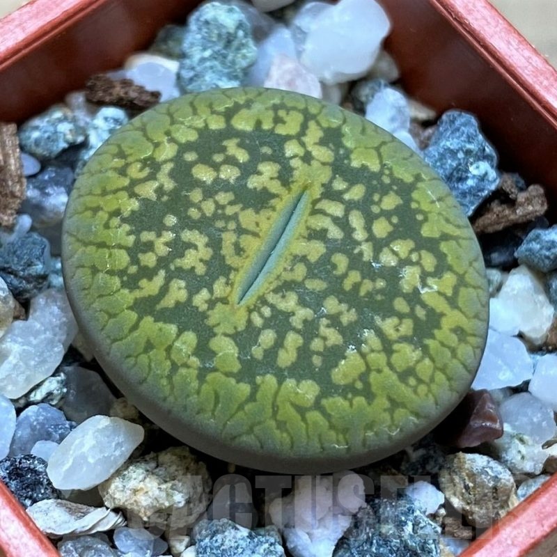 SH21092 Lithops aucampiae 'Jackson's Jade'