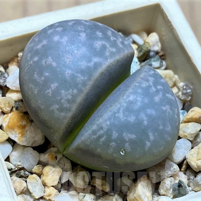 SH21093 Lithops marmorata