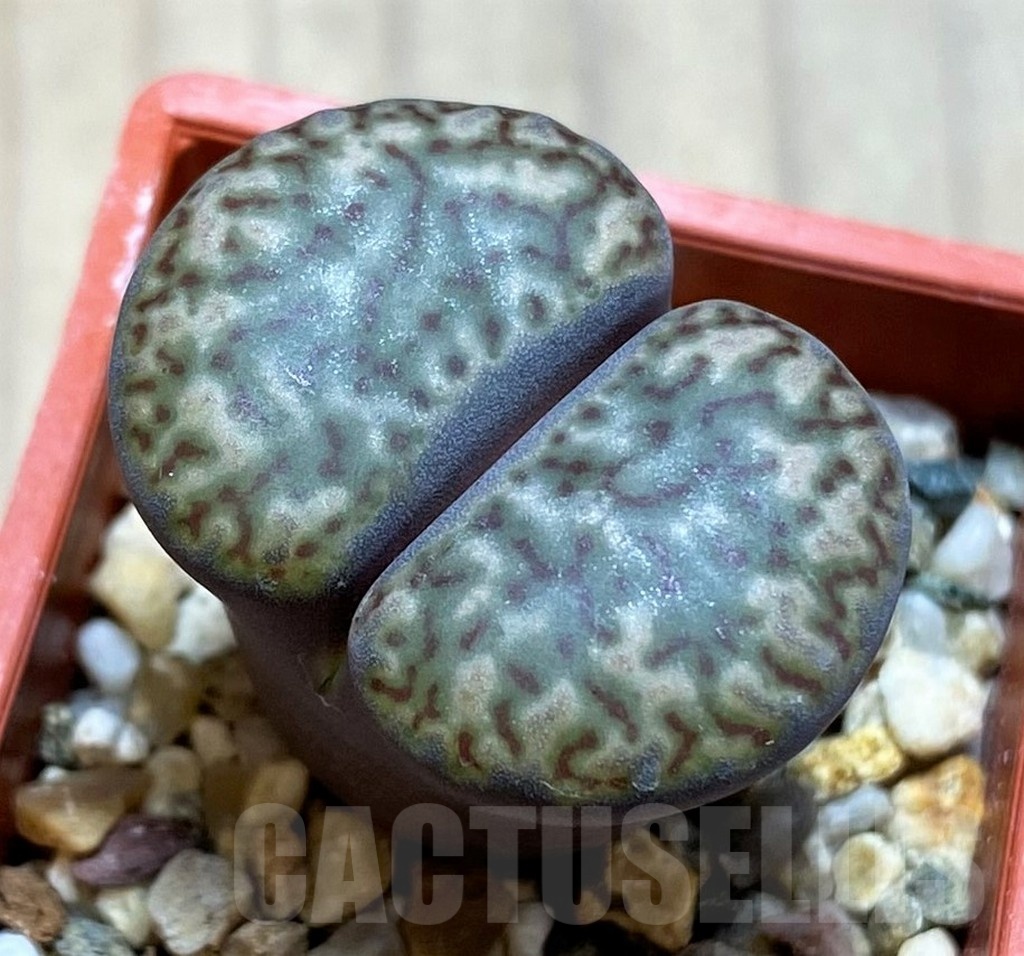 SH21094 Lithops insularis
