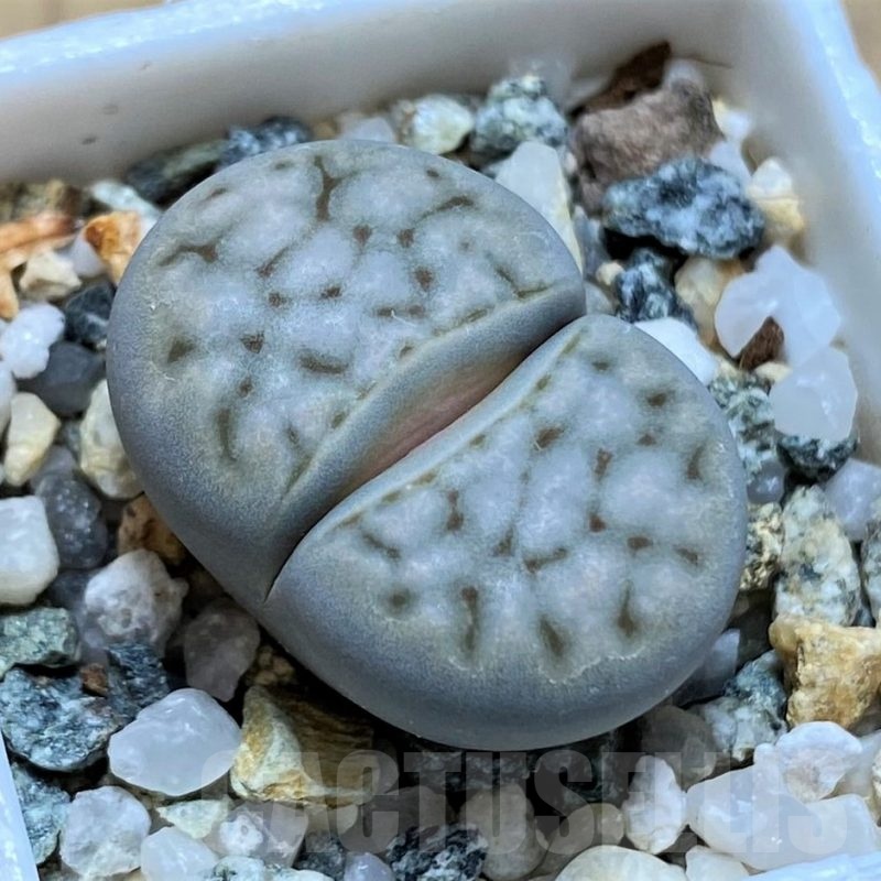 SH21095 Lithops karasmontana ssp. eberlanzii