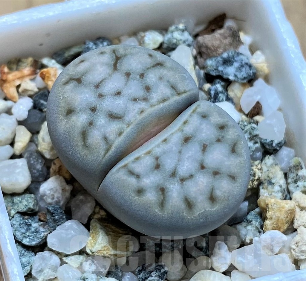 SH21095 Lithops karasmontana ssp. eberlanzii