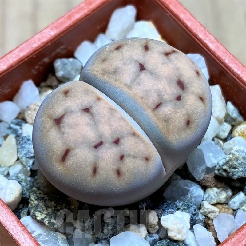 SH21096 Lithops erniana