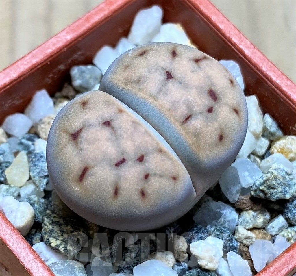SH21096 Lithops erniana