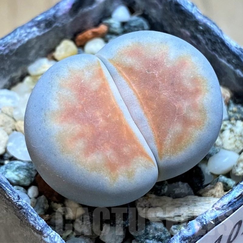 SH21098 Lithops karasmontana 'Lateritia'
