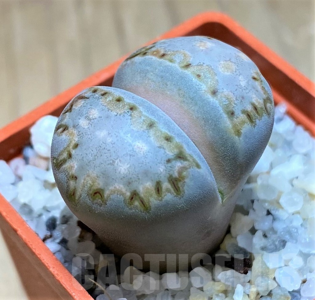 SH21100 Lithops julii ssp. fulleri C056