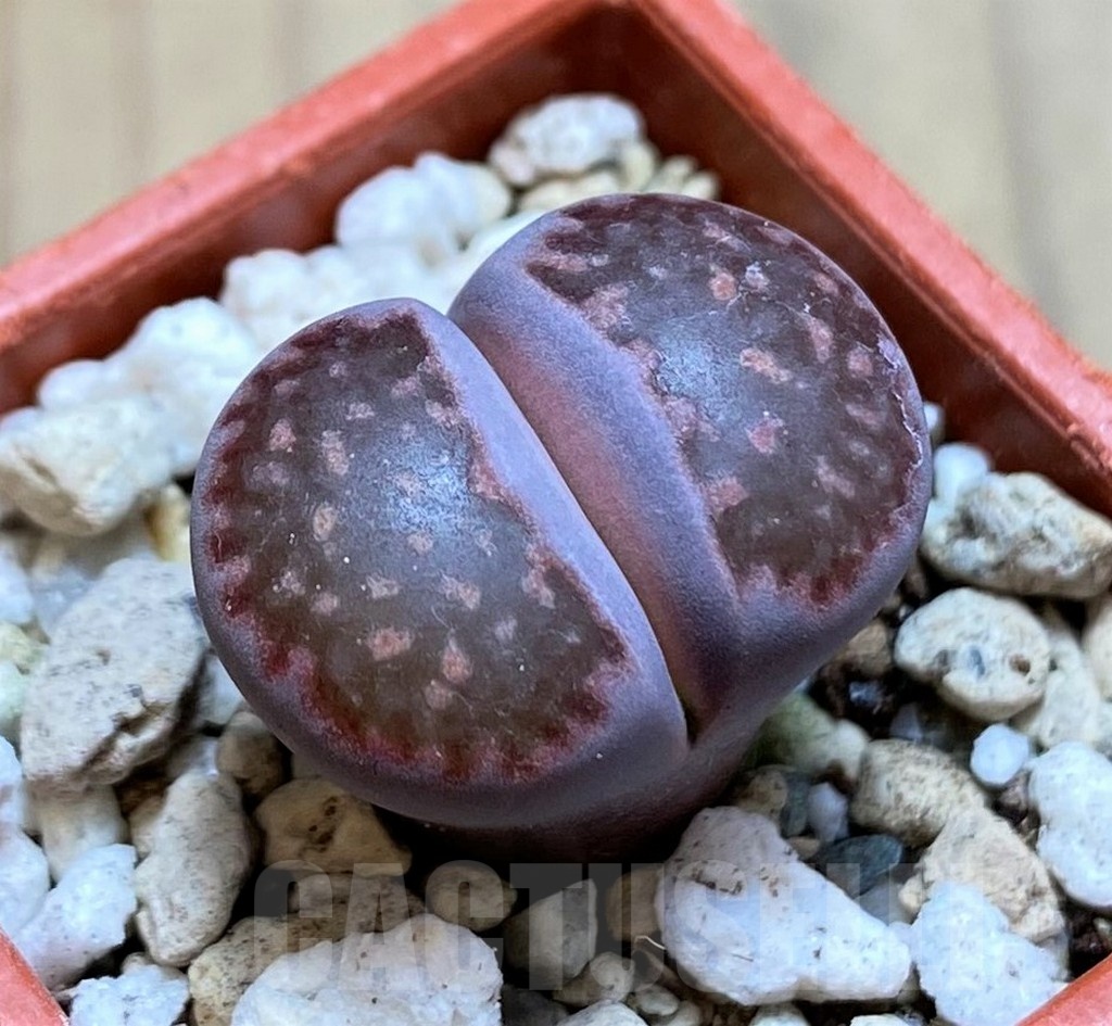 SH21102 Lithops salicola 'Sato's Violet' hybrid