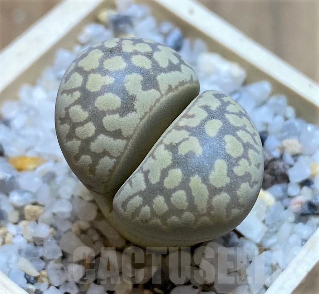 SH21104 Lithops otzeniana SH