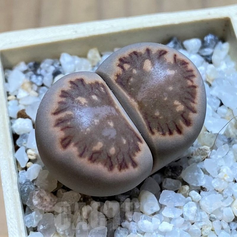 SH21105 Lithops julii 'Kikushogiyoku'