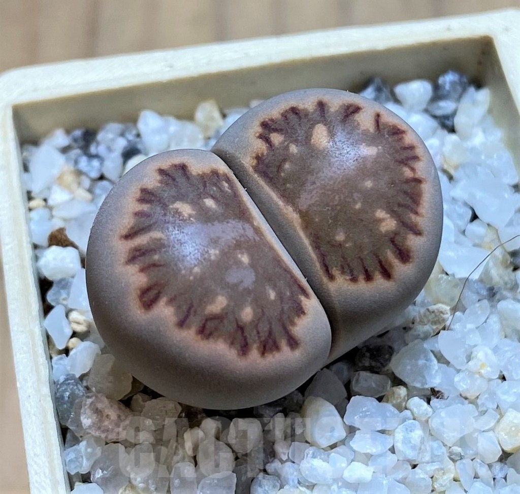 SH21105 Lithops julii 'Kikushogiyoku'