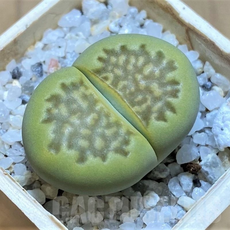SH21106 Lithops hallii 'Green Soapstone'
