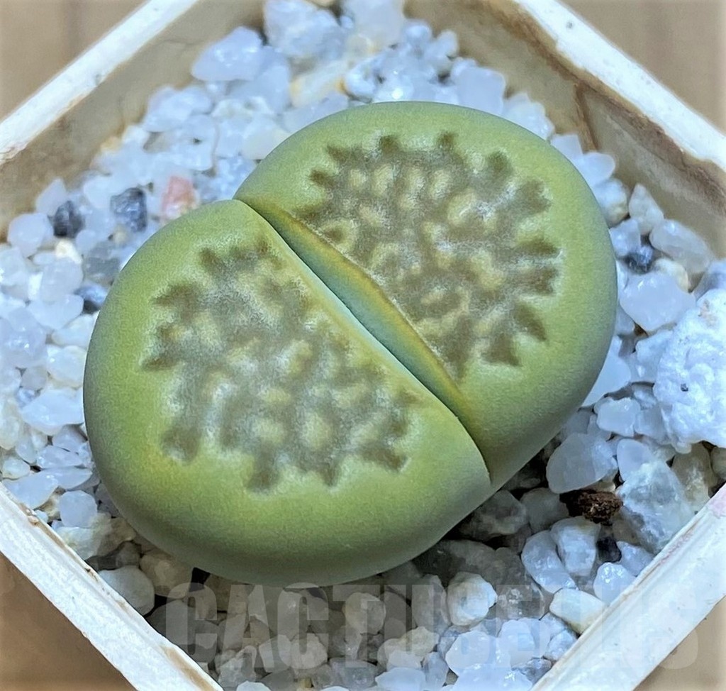 SH21106 Lithops hallii 'Green Soapstone'
