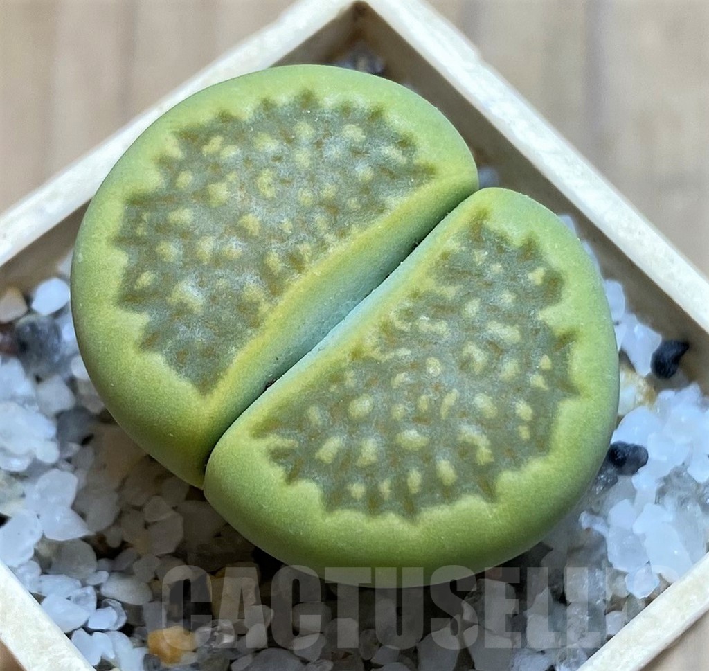 SH21107 Lithops hallii 'Green Soapstone'