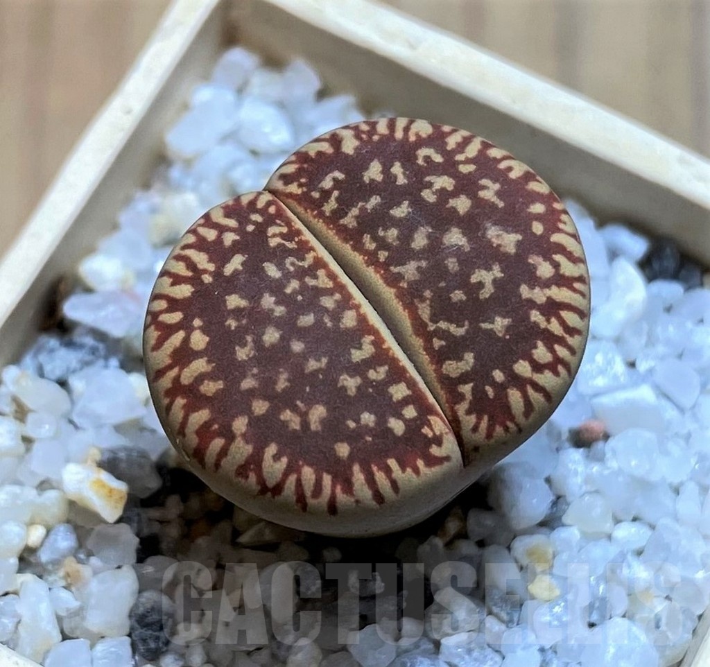 SH21108 Lithops aucampiae ‘Red Danielskuil’
