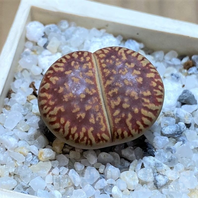 SH21109 Lithops aucampiae ‘Red Danielskuil’