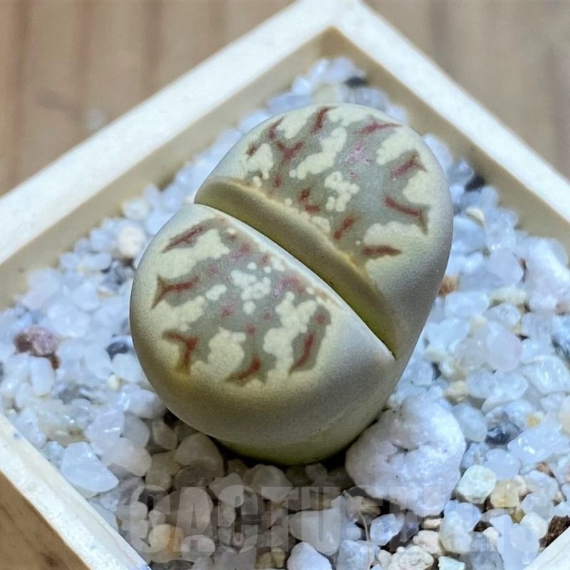 SH21110 Lithops dorotheae