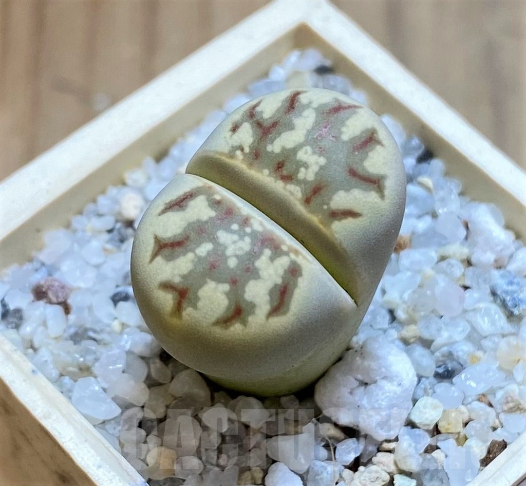 SH21110 Lithops dorotheae