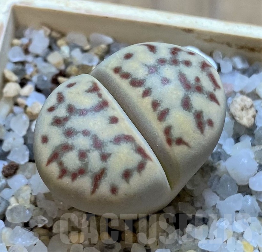 SH21112 Lithops dorotheae -Select-
