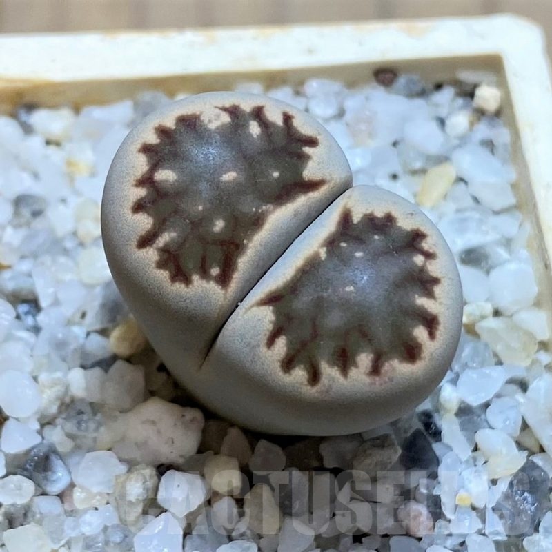 SH21113 Lithops julii 'Kikushogiyoku' hybrid