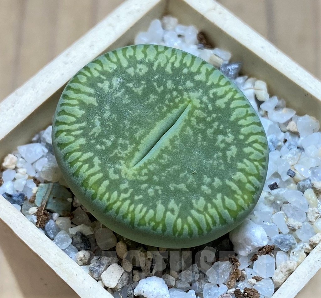 SH21116 Lithops aucampiae 'Bella Ketty'
