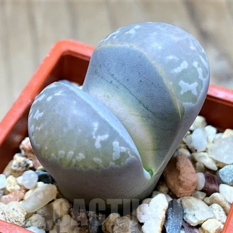 SH21118 Lithops marmorata