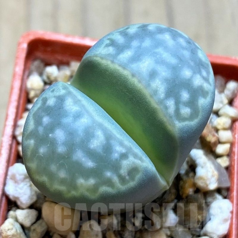 SH21119 Lithops marmorata
