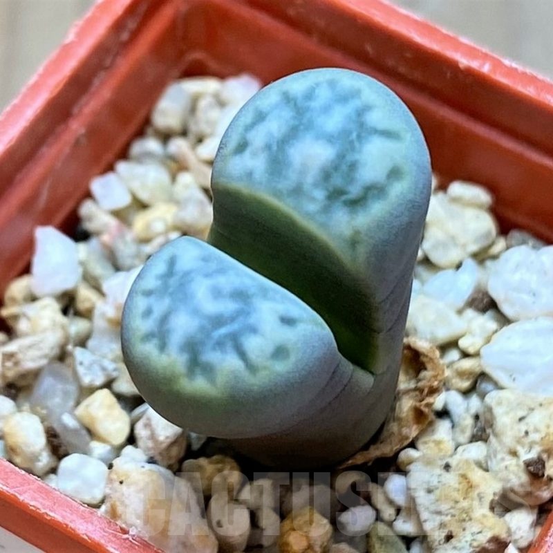 SH21121 Lithops helmutii C271