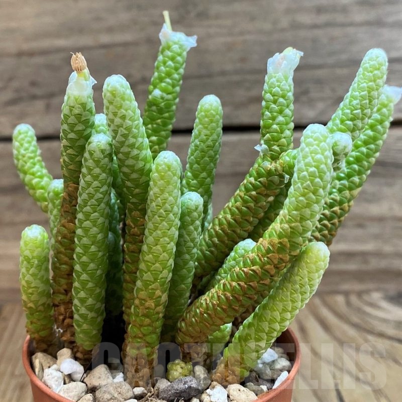 SH21074 Avonia papyracea