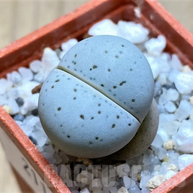 SH21123 Dinteranthus vanzylii