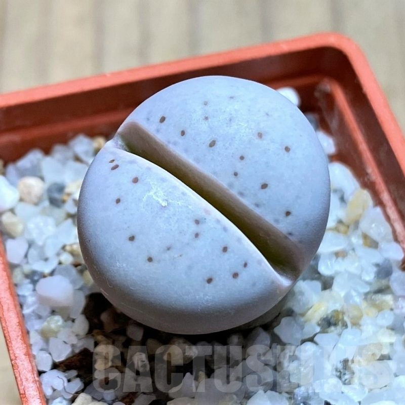 SH21124 Dinteranthus vanzylii