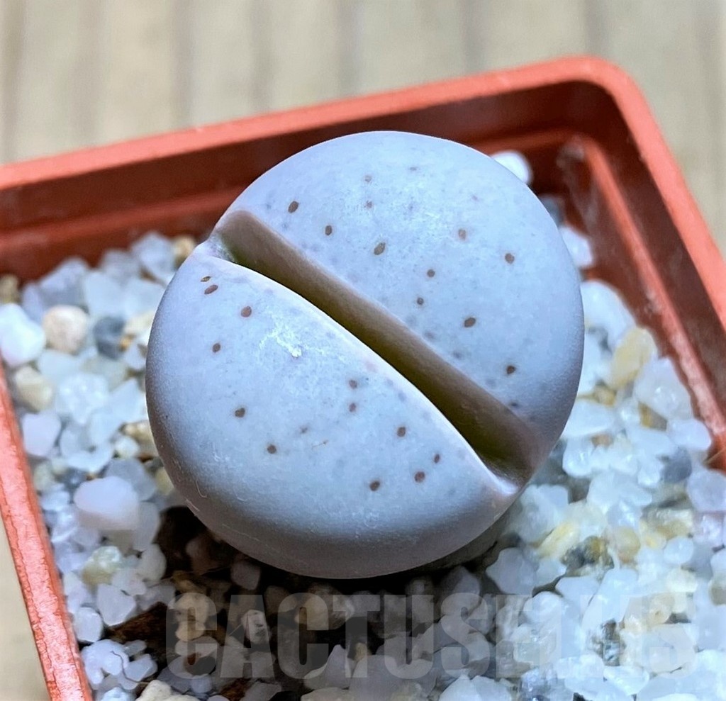 SH21124 Dinteranthus vanzylii