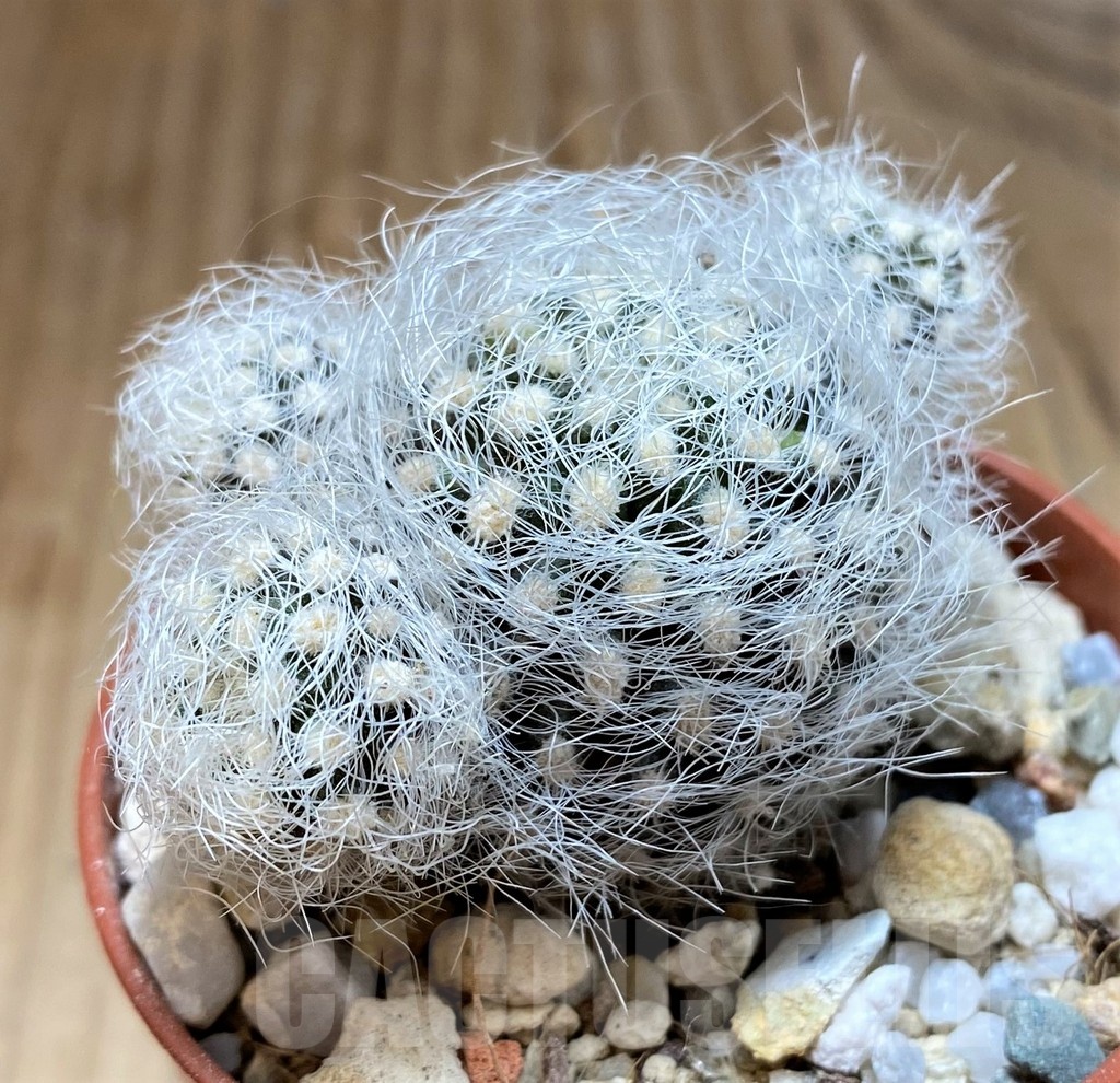 YAR21129 Neoporteria nidus