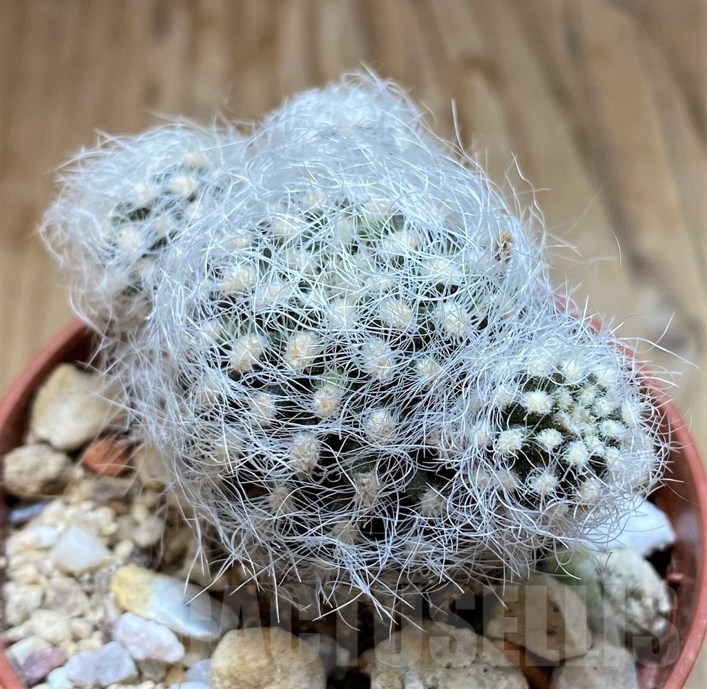 YAR21129 Neoporteria nidus - 画像 (2)