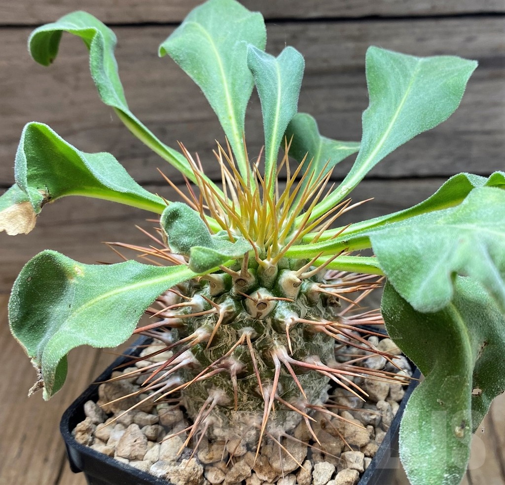 YAR21130 Pachypodium namaquanum – Image 3
