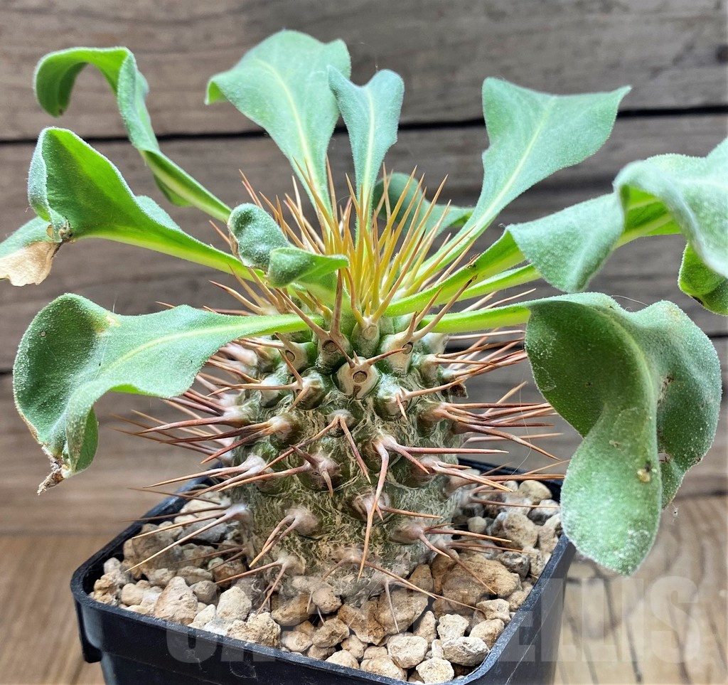 YAR21130 Pachypodium namaquanum