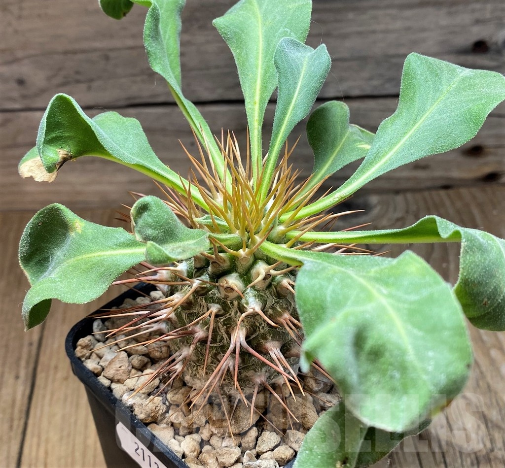 YAR21130 Pachypodium namaquanum – Image 2