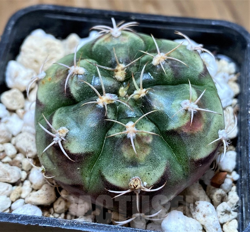 YAR21126 Gymnocalycium joossensianum - Image 2