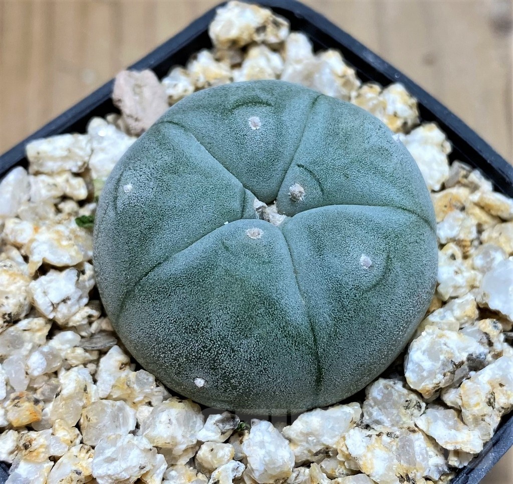 YAR21132 Anhalonium El Tecolote - Image 2