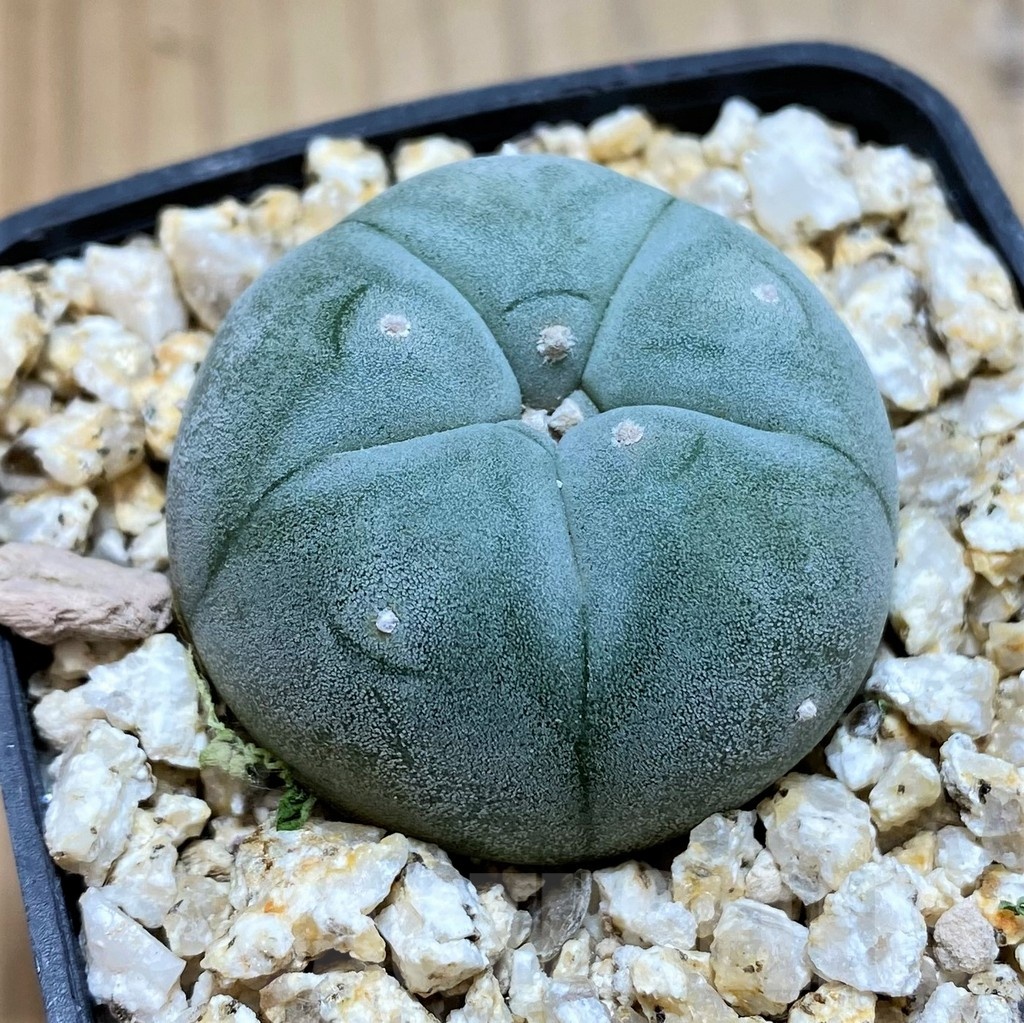 YAR21132 Anhalonium El Tecolote