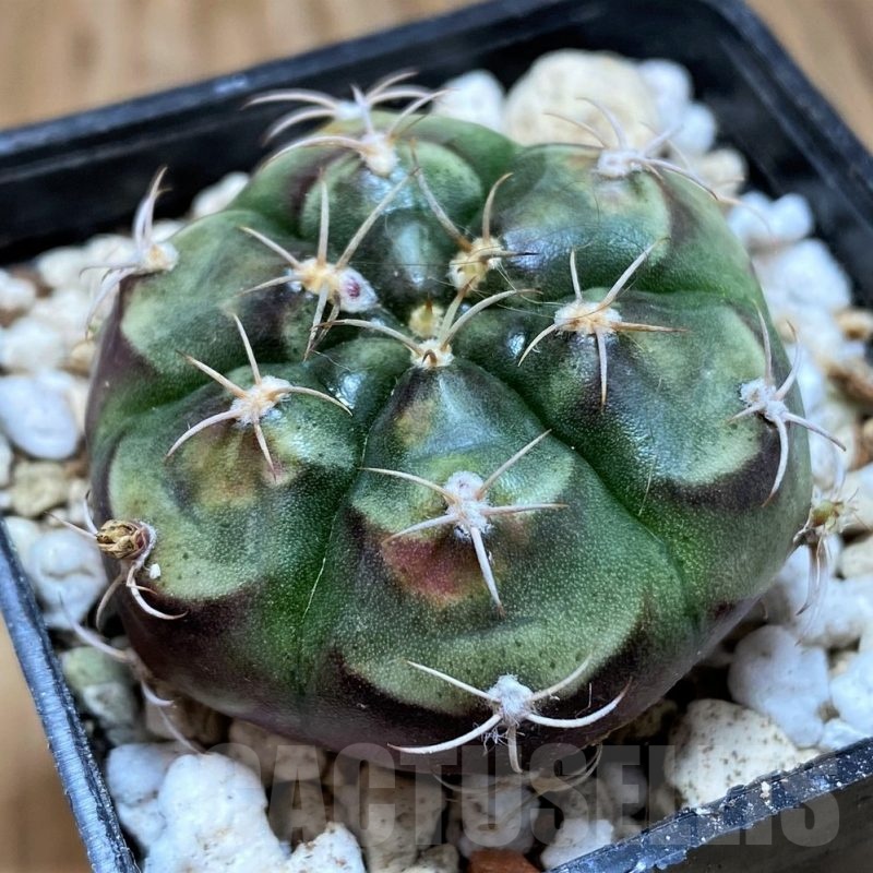 YAR21126 Gymnocalycium joossensianum