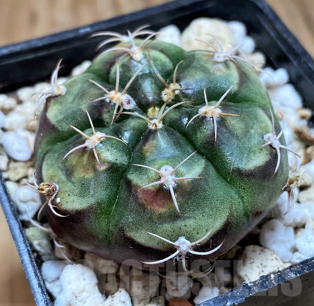 YAR21126 Gymnocalycium joossensianum